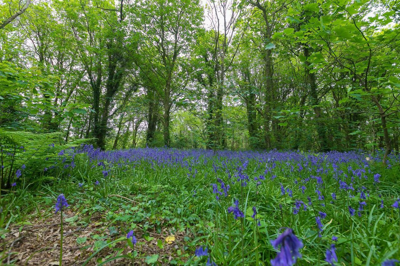 Uny Lelant Cosy Woodland Home المظهر الخارجي الصورة